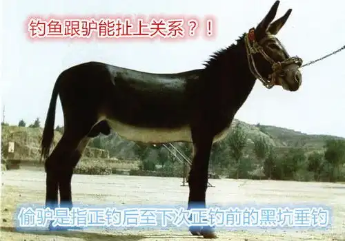 为什么钓鱼不叫钓鱼叫偷驴,原来黑坑术语也很有意思
