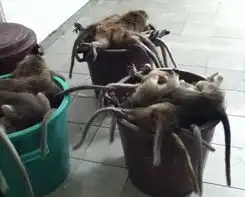 英国动物保护组织数百只试验用猴子因超重被杀

