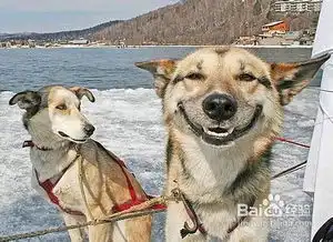 狗狗衰竭处理
