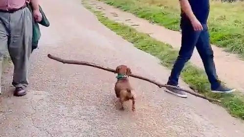 这音乐太魔性了,猫咪狗子爆笑合集
