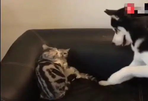 二哈觊觎小奶猫,猫咪凭实力护崽,网友一看爆笑不止
