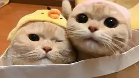 可爱又搞笑的狗猫合集消磨时间搞笑视频汪星人喵星人的日常
