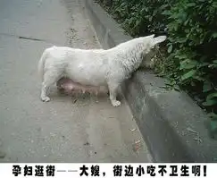 笑死不偿命超级搞笑动物表情集锦
