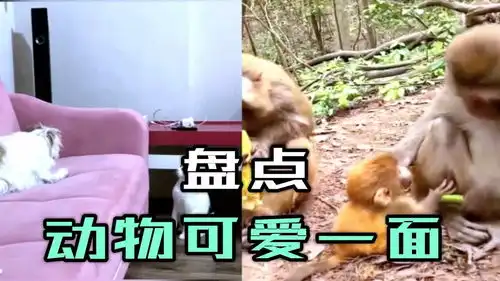 搞笑视频盘点动物可爱一面,猴爸爸看着刚出生的猴仔爱不释手

