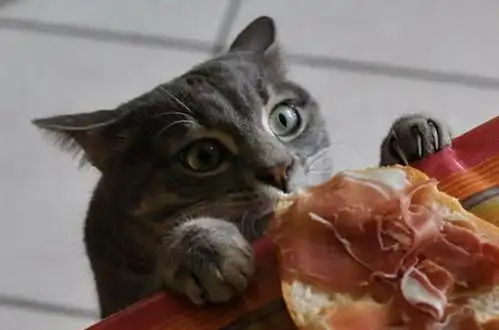 爆笑猫咪偷吃搞怪合集,小吃货猫咪全身的每一个细胞都在大喊,谁都不阻止朕吃
