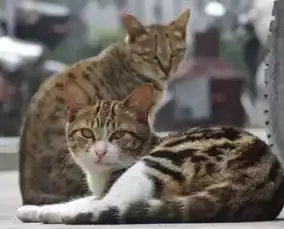只有橘猫长得胖那是你没见过中华田园大狸花
