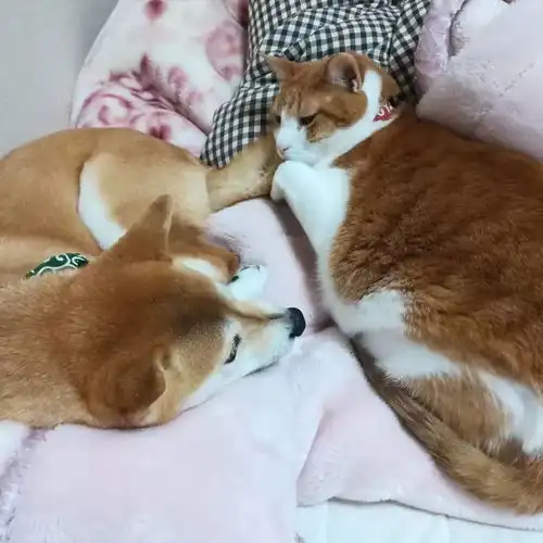 猫狗双全家有柴犬和橘猫的这位铲屎官真是让人羡慕
