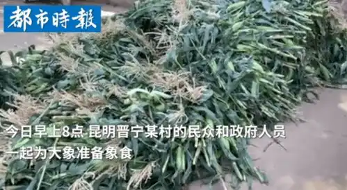 带娃一起围观最火野象旅行团徒步500公里,喝酒砸车打小猪,40天花了680万

