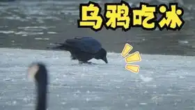 张耀扬三大经典角色,原来乌鸦哥还能这么搞笑肉麻
