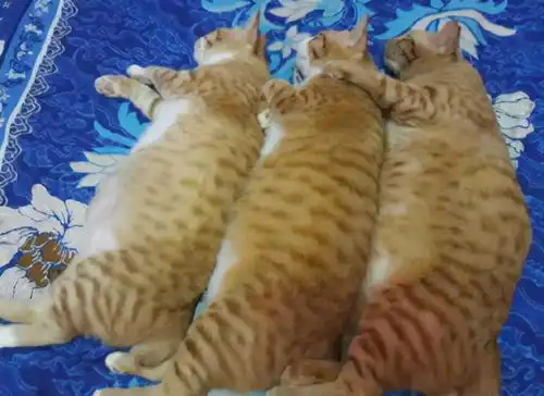 爆笑gif没有最胖,只有更胖成功把家里的猫喂得跟猪一样亲兄弟
