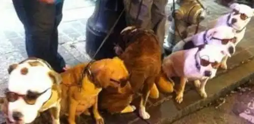 笑段子搞笑图片闹钟把猪给砸死了,时间果然是把杀猪刀啊
