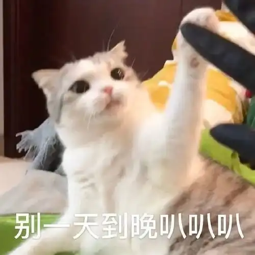 今日份表情包
