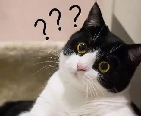 奶牛猫有这些行为,说明它早已恨透主人,别不懂
