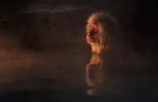 有趣的猴子照片
