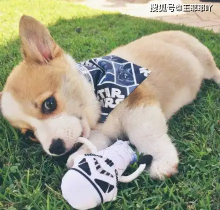 搞笑gif看小朋友滑冰,看得津津有味
