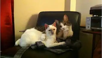 你们又想骗我养猫
