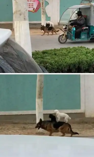 搞笑gif不就是拿个瓜吗你激动什么呢
