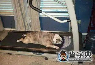 累成狗搞笑图片

