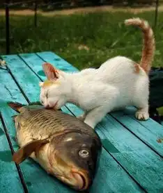 搞笑精选养个儿子,还没有猫咪长得快
