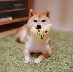治愈系宠物图片小柴犬,和它的美食故事
