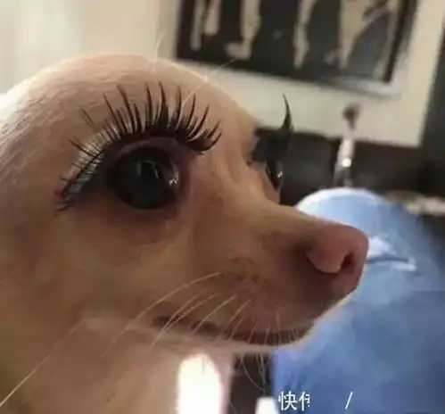 直接看搞笑图神配文吧,我已经笑得说不出话了
