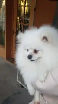 这是博美还是银狐,搞不清
