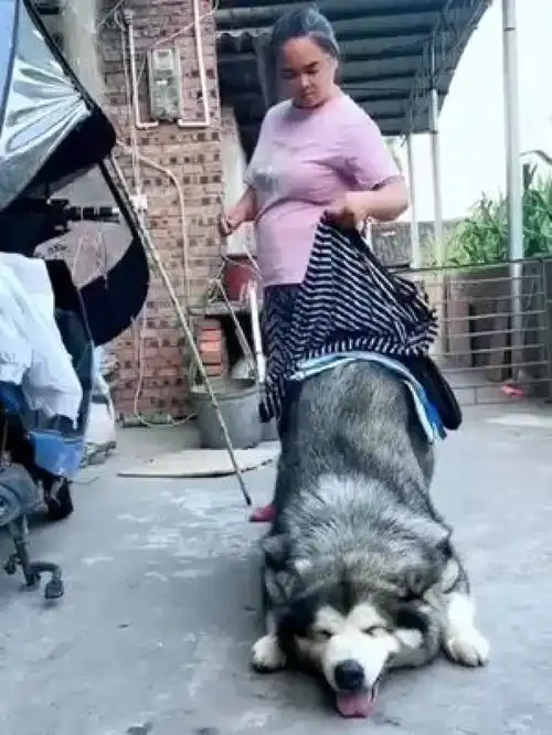 激萌动物家养宠物爆笑动物阿拉斯加犬人宠互动哈士奇
