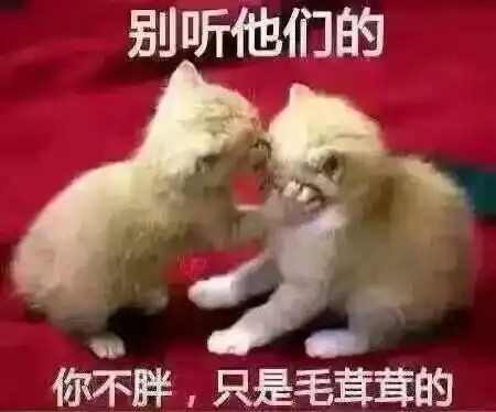 你不胖,就是摸起来毛茸茸的猫搞笑图片
