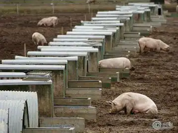 中国食客拯救英国养猪业去年进口增九成
