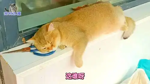 这只胖公猫太好玩了,每次看主人都是一脸鄙视,眼睛还一大一小
