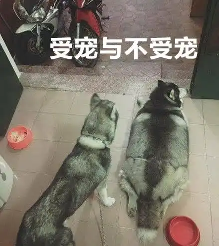 晒出奶奶养的两只哈士奇,网友纷纷笑哭奶奶偏心的太过分了
