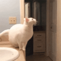 搞笑猫咪动态图片集锦
