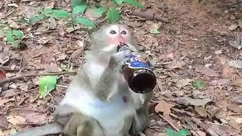 猴子一口气旋了整瓶酒,接下来请憋住别笑,镜头拍下搞笑的一幕
