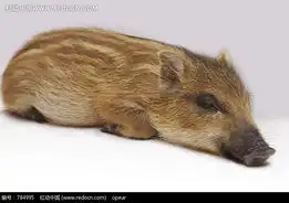 趴在地上睡觉的小野猪图片784995陆地动物
