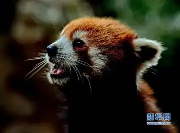 萌图汇看看动物们悠闲的假日生活
