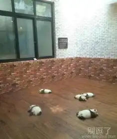搞笑图片笑话搞笑搞笑图片精选爆笑搞笑图片大全第1336页别逗了
