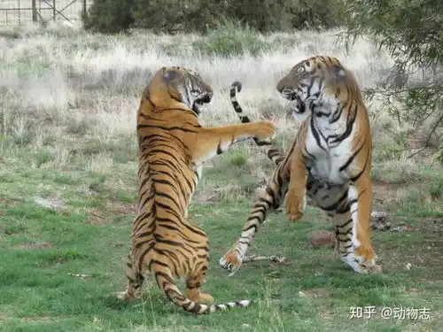 在野外老虎遇上熊猫会怎样,会吃掉熊猫吗我们看到了该怎么办
