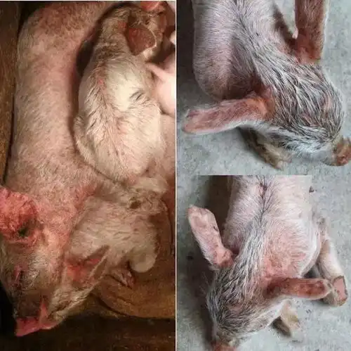 猪葡萄球菌猪渗出性皮炎
