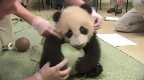 饲养员拿走了熊猫的球,熊猫当场变脸,拿竹子都哄不好玩球园
