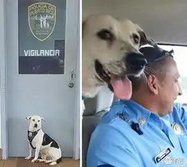流浪狗去警局骗吃骗喝,还顺了一份工作
