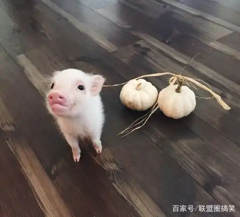 搞笑段子笑话内涵图片女同事养了一只迷你小猪
