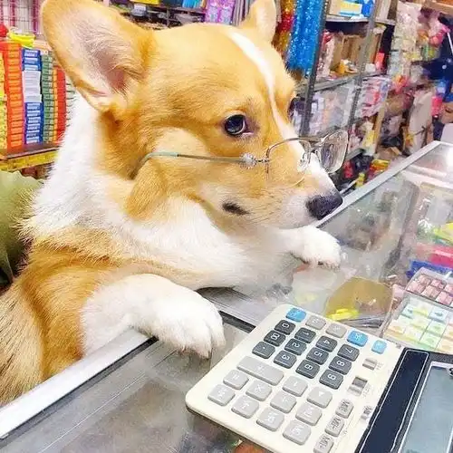 搞笑图片半大猫子,吃穷老子,这样的六只喵星人养不起了
