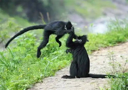 贵州这小猴太可怜了,父猴被打跑母猴被霸占,自己还被新猴王咬死
