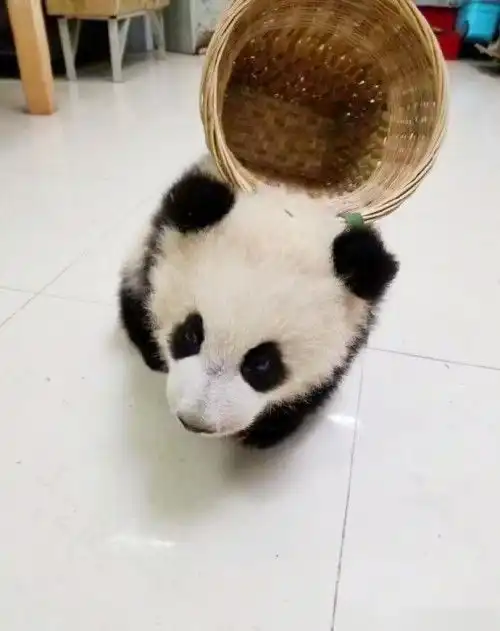 四通说熊猫宝宝背着背篓外出买零食,一脸认真的模样简直萌翻了
