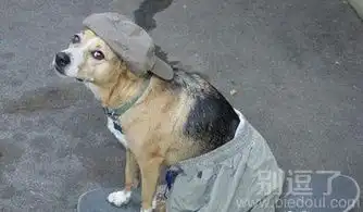 搞笑图片笑话搞笑搞笑图片精选爆笑搞笑图片大全第456页别逗了
