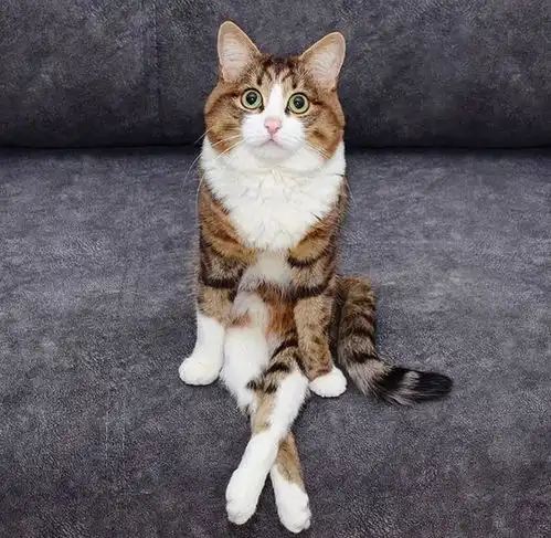 20张猫咪搞笑图片,猫究竟是个怎样的存在
