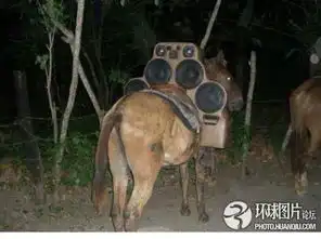 搞笑世界是有多疯狂
