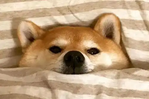 暴涨的狗狗币因为没价值,所以有价值
