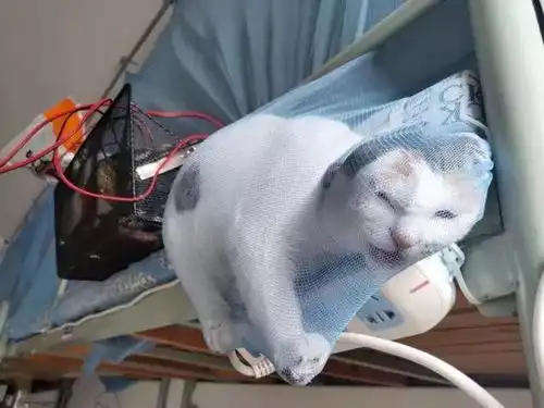 搞笑图片一网友放学回宿舍后看到舍友养的猫
