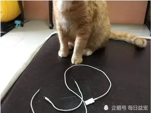 两只猫咪玩亲亲游戏,被主人打断,一脸不爽的样子太好笑

